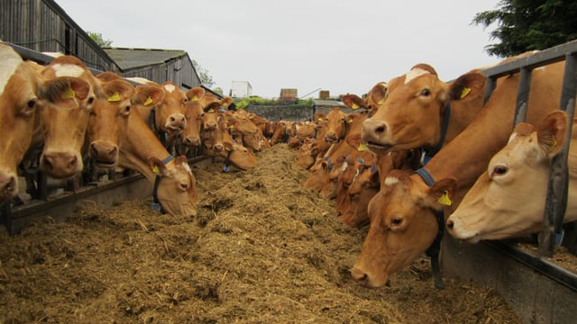 Dairy farmers can look forward to 'volatility proof' EU loans