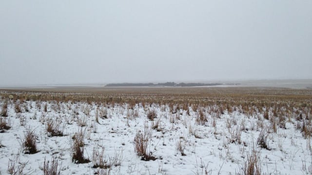Can you spot the 550 sheep in this photo?