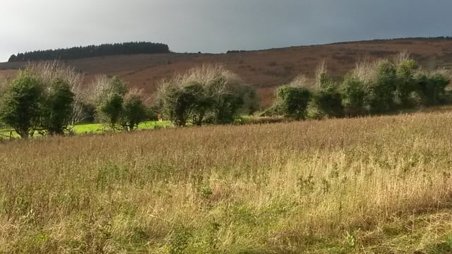 Department to consider derogation requests for fallow land from GLAS farmers