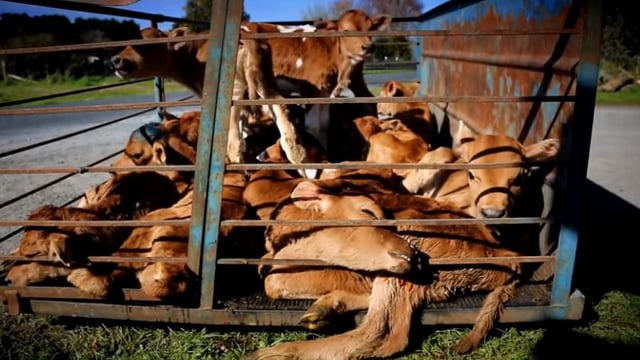 Shocking video footage puts spotlight on New Zealand's dairy industry