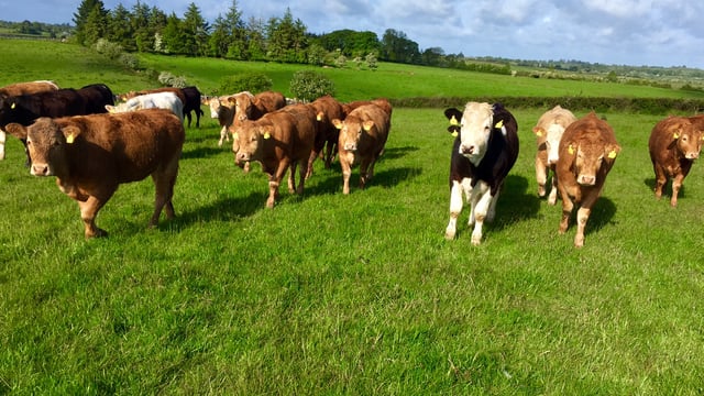 Beef factory price remains static, but weekly throughput continues to fall