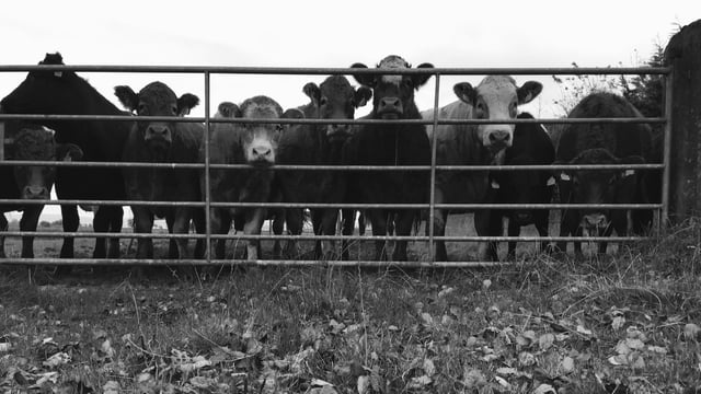'Huge scourge on people's income': Farmers urged to be vigilant to cattle theft