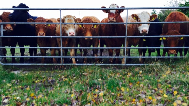 'Farmers need to test for rumen fluke this year'
