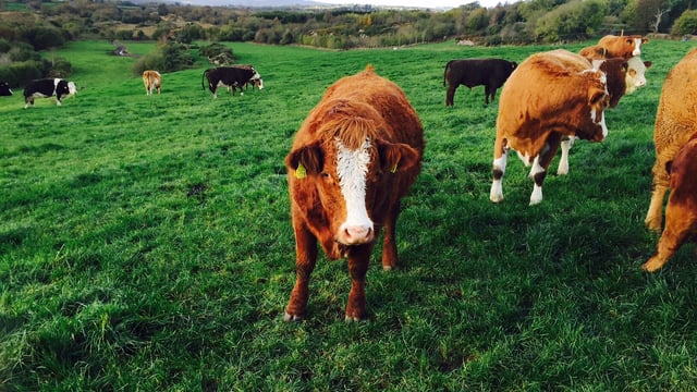Continued pressure on beef prices as steers fall to 370c/kg