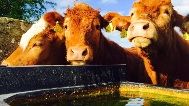Irish beef price falls further behind UK and Northern Ireland