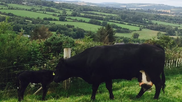 'Health will be the limiting factor to cattle production in future years'