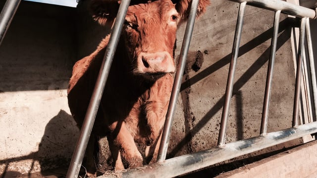 Firefighters rescue cattle from slurry tanks in 2 separate incidents