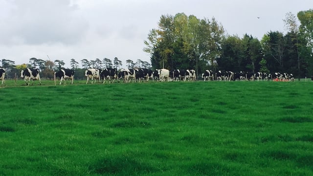 'Dairy price recovery is two steps forward, one step back'