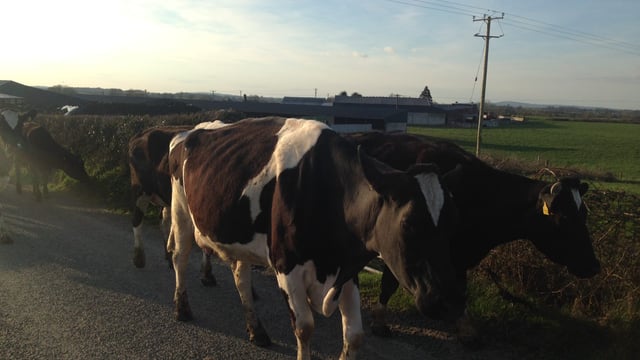 What are the rules for animals crossing the road?