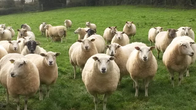 5 reasons why farmers should attend the upcoming National Sheep Conferences