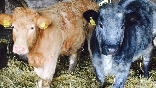 Live cattle exports fell by 25% in 2015, store cattle exports down 50%