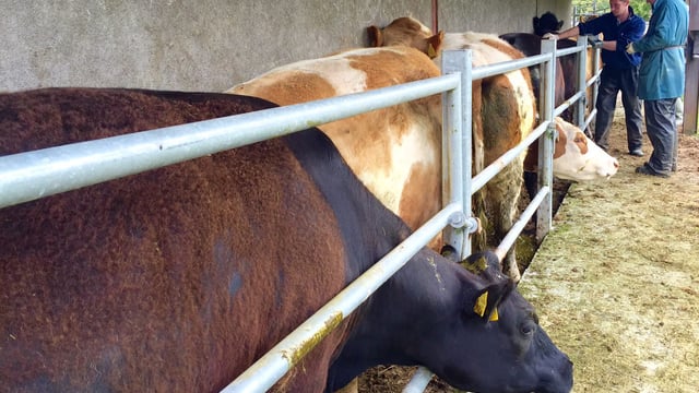 Bluetongue spreads to two other EU countries