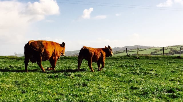 Total live cattle exports fall 24.5% in 2015 - Weanling exports back by 7,500 head