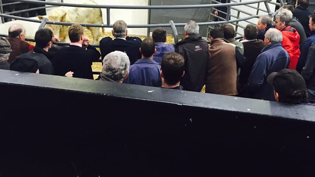 Marts report hundreds of farmers have stopped paying levies, but many waiting on IFA action