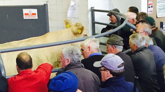 Nearly 1.4 million cattle sold in marts in first nine months of 2024