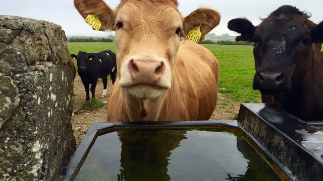 North's heifer price continues to drop closer to price paid in the Republic