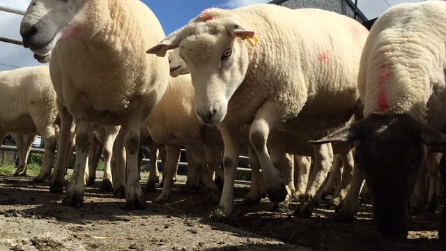 UK police use sheep line-up to reunite farmers with their flock!