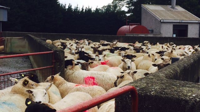Department warns of high liver fluke risk after heavy rain fall