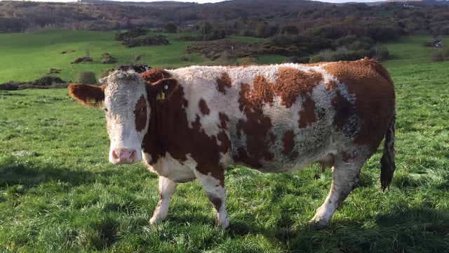 Cull cow prices slip by 10c/kg - Prime beef quotes remain unchanged