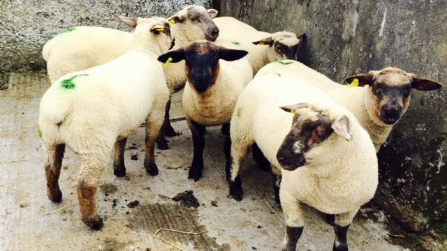 Rise in demand ahead of Easter boosts lamb trade