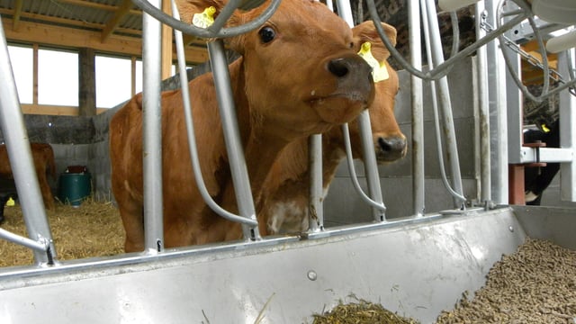 10 tips on dealing with premature births or abortions in cows