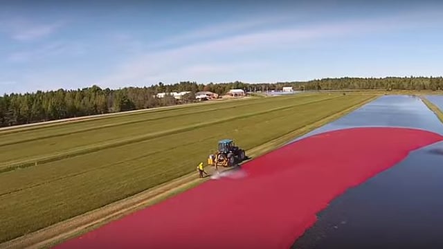 Video: Ever wondered what a 320ac cranberry harvest looks like?