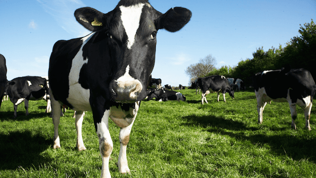 Dairy Crest completes sale of dairies to Muller