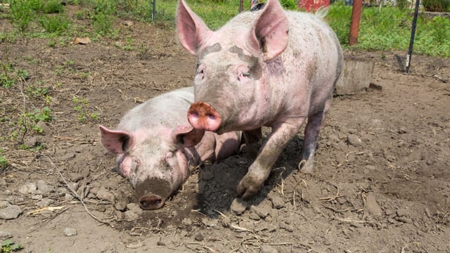 Irish pigmeat exports up 8%, but prices back 10% on 2015