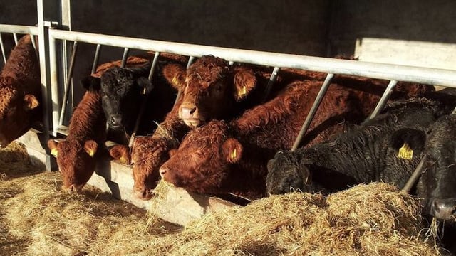 'Turkish export market has very specific requirements for weanlings'