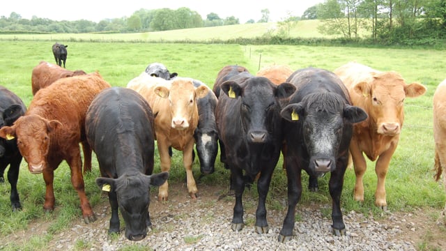 Massive climb in live cattle exports in 2017