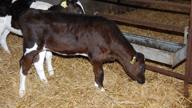 Treating scour in a newborn suckler or dairy calf