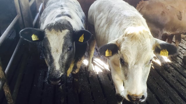 New proposals on live exports would be 'devastating for competition'