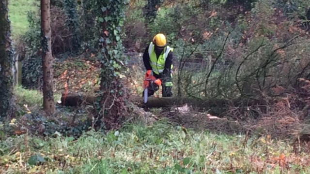 Know how to risk assess a tree and how to operate a chainsaw properly?