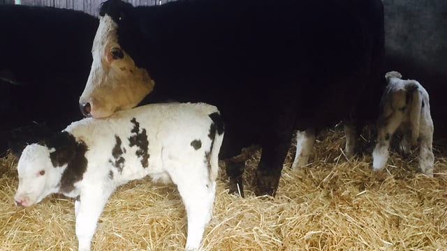 Three things you must get right when feeding autumn-calving cows this winter