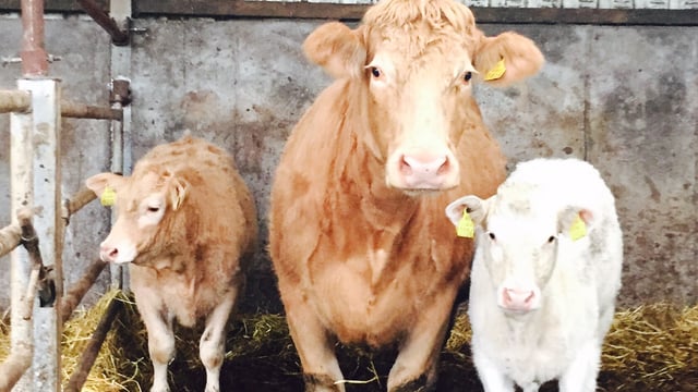 Calls for Genomics scheme to be reopened to suckler farmers