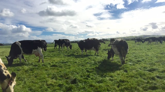 Are Irish dairy farms big enough to support additional labour?