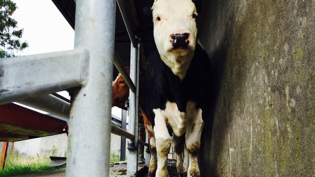 Vet school: INHFA writes to Harris on farm animal practice
