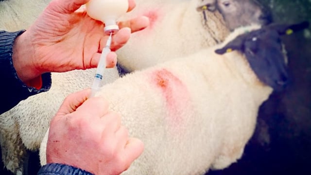'Deciding not to vaccinate ewes is an unacceptable risk to take'