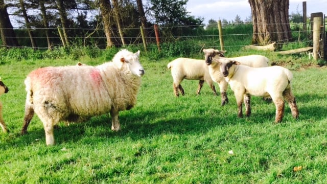 Mild weather sees spike in cases of Blowfly on sheep farms