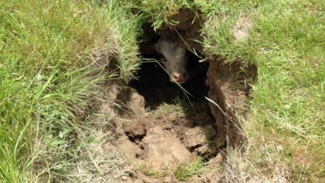 Pics: Calf has lucky escape after fall into a water course