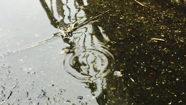 Gusts of 100km/h and almost 2 inches of rain in parts - Met Eireann