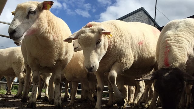 'Dirty' sheep issues 'resolved' after meat industry meeting