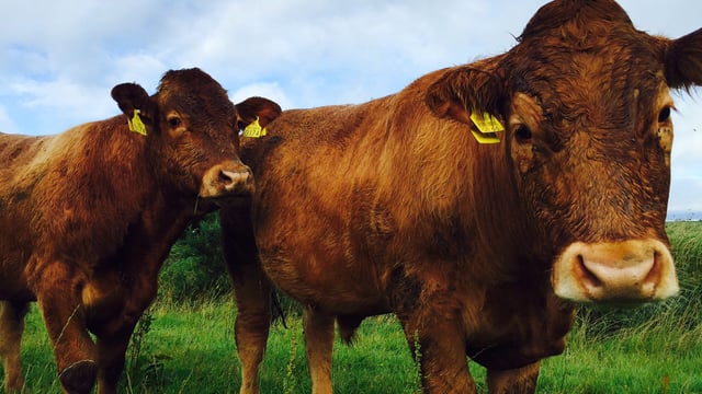Northern Irish beef farmers are losing £1m a week - UFU