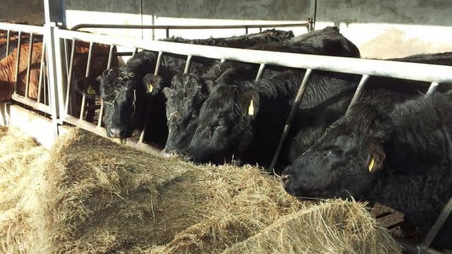 'Up to 80,000 more finished cattle to be available in 2016'