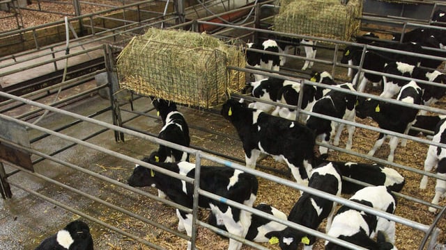 Dairy advice: Achieving optimal rumen development