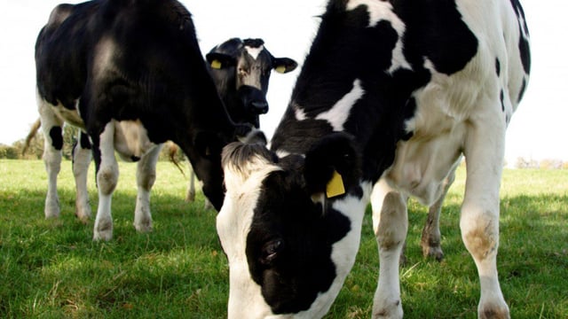 'Dairy farmers continue to suffer a loss, despite recent milk price increases'