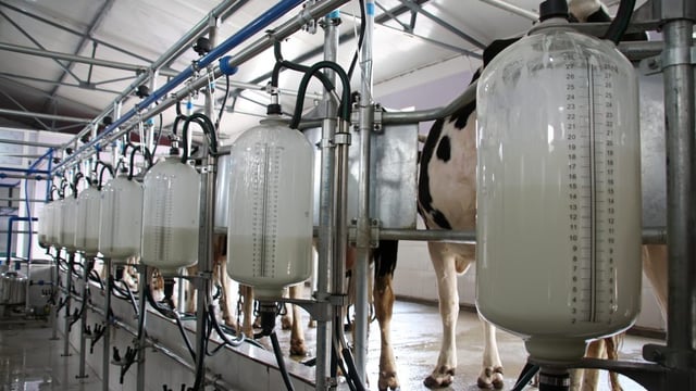 LacPatrick the latest co-op to cut milk price