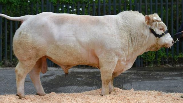 Beef farmers know what they want in bulls....ICBF top bull searches revealed