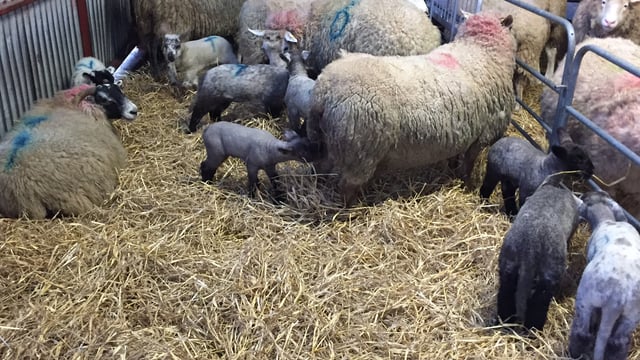 'Cheap rations in late pregnancy are not always the best option for sheep'