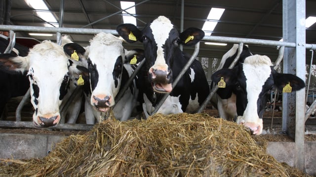 Dairy cow numbers up 10% in December 2015 on the previous year - CSO